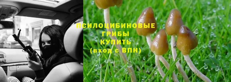 Псилоцибиновые грибы MAGIC MUSHROOMS  Хотьково 